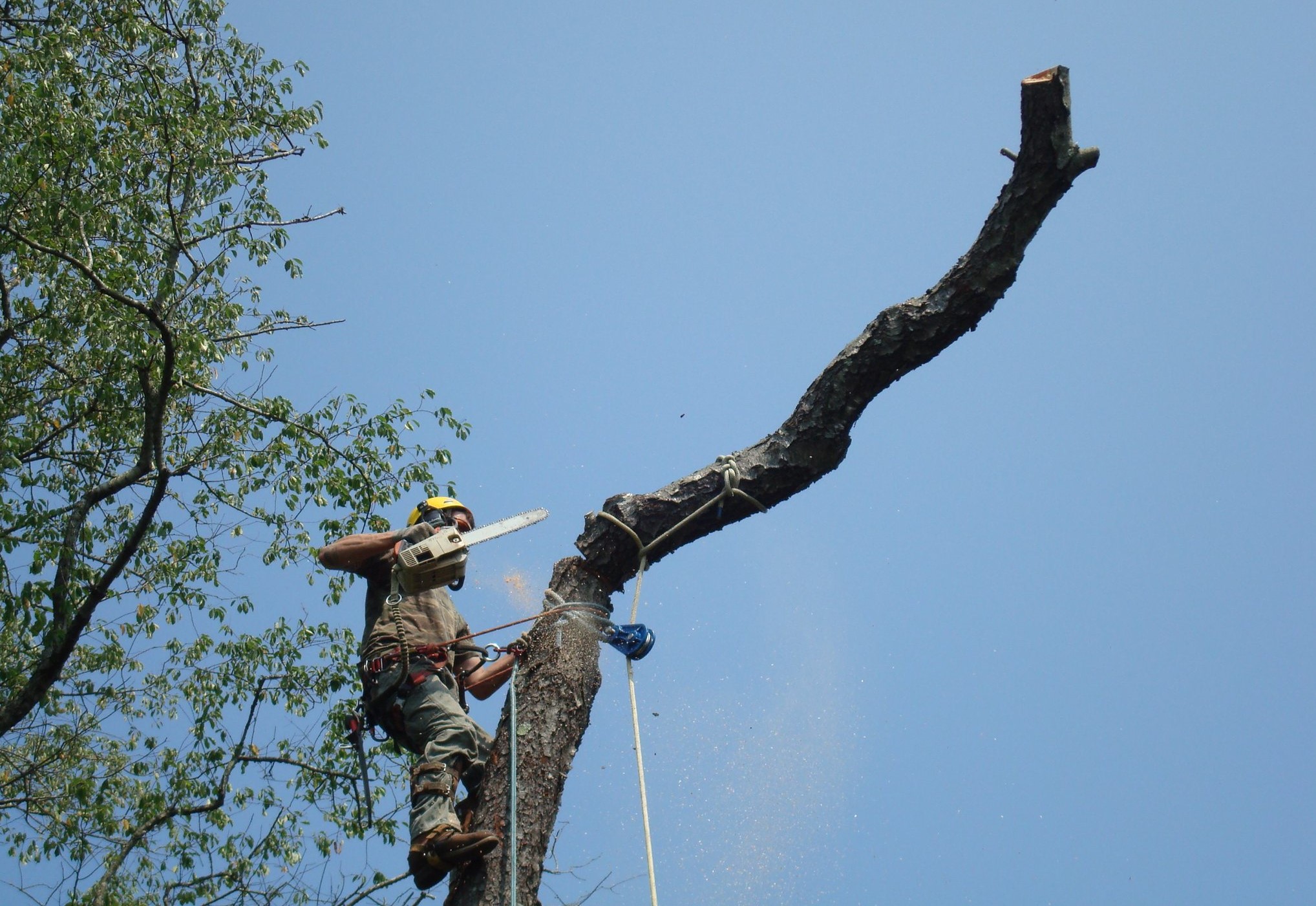 Prescott Tree Service business image in Prescott, AZ